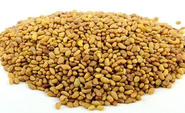 Wholesale Alfalfa Seeds for Sale