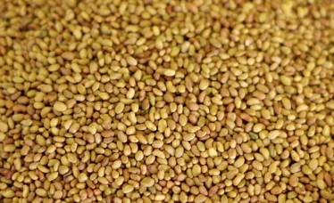 Raw Alfalfa Seeds for Export