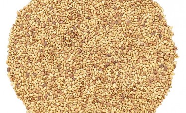 Premium Alfalfa Seeds in Bulk