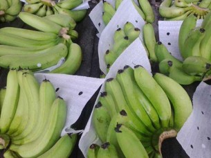 Best Quality Banana Supplier From India