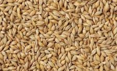 High Quality Barley Seeds