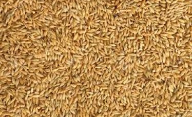 Animal Feed Barley with Cheap Price