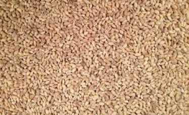 Animal feed Barley From India Hot Supply