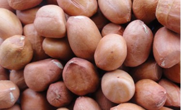 High quality Peanut Kernels from India