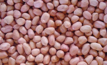 Ground Nut Exporter From india
