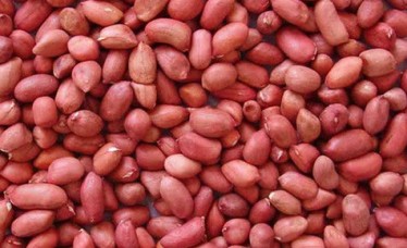 Best quality red Peanuts Kernels From india