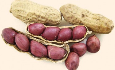 Good quality Groundnuts From India