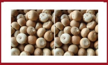 Dried Betel Nut High Quality