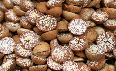 Best Quality Competitive Price Betel Nuts