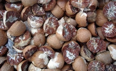 Quality Betel Nuts For Sale