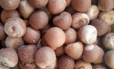 Whole Betel Nuts Best Price