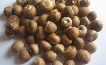 Top Quality Betel Nuts