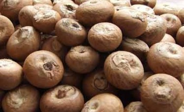 Betel Nuts Premium Quality