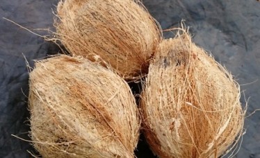 Coconut from India At Wholesale price