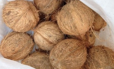 Coconut Semi husked Cheap Price
