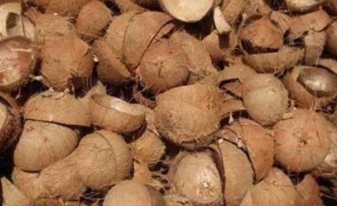 Half Cut Coconut Shell At Cheap Price