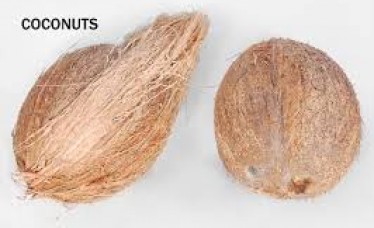 Coconut Supplier From Indian Origin
