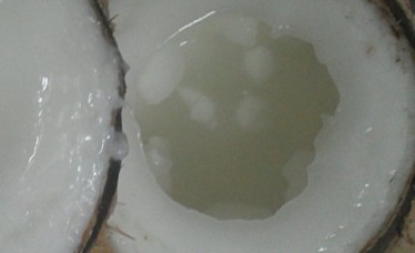 Wax coconut (full inside)