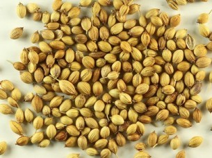 Coriander Seed From Indian Origin
