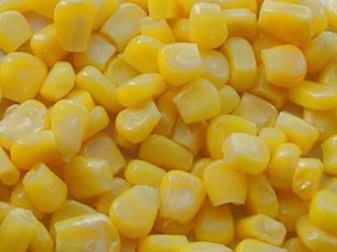 Fresh Indian Yellow Maize Supplier