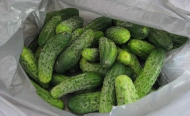 Cucumber for Export