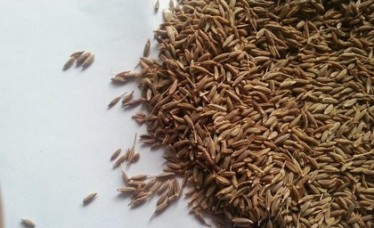 Cumin Seed Indian Supplier
