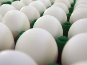 Best Farm Fresh Export Quality Eggs