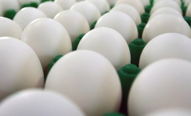 Best Farm Fresh Export Quality Eggs