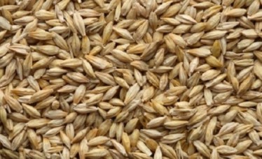 Feed Barley seed