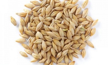Barley Exporter