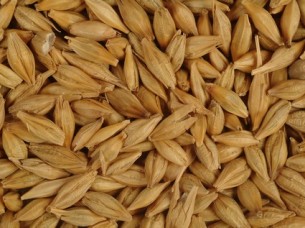 Animal Feed Barley for Sale