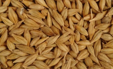 Animal Feed Barley for Sale