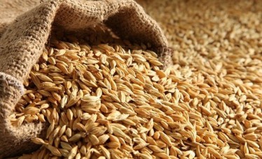 Barley for Feed