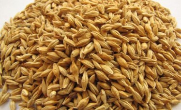 Standard Grade Malt barley