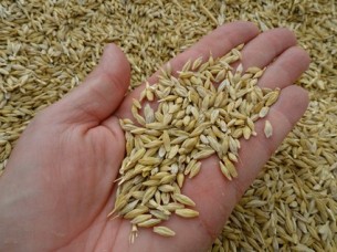 Standard Grade barley With Low Moisture