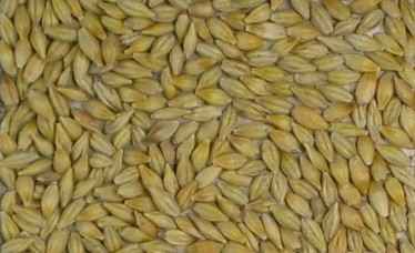 Hulled Barley