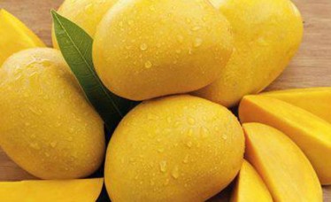 Fresh Alphonso Mango Supplier