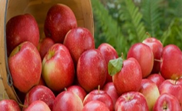 Fresh Fruit Apple Kashmir Apples