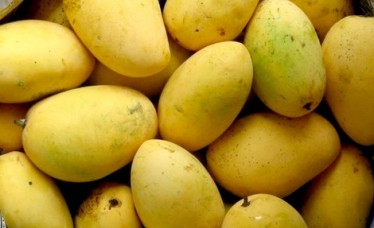 Fresh Chaunsa Mango Wholesale