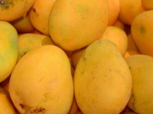 Fresh Chaunsa Mango Supplier