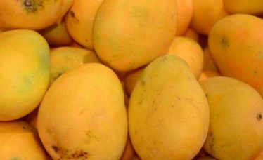 Fresh Chaunsa Mango Supplier