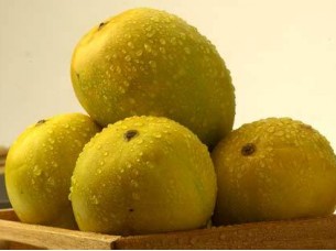 Fresh Indian Mangoes Langra/Dashehri/Alphonso Mangoes