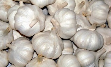 Fresh Garlic Supplier from India