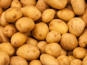 Fresh Potato Supplier for Chips