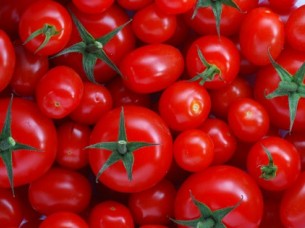 Fresh Indian Tomatoes Exporter