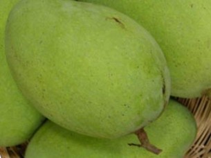Fresh Mangoes Exporter from India