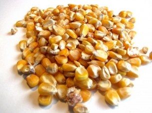 Yellow Maize Best Quality
