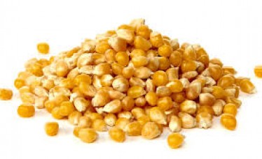 Fresh indian Yellow Maize