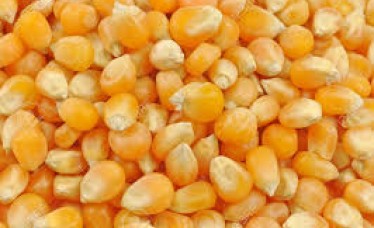 Bulk Dried Yellow Maize at wholesale price