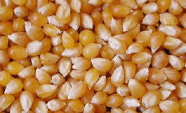 Superior Quality Yellow Maize